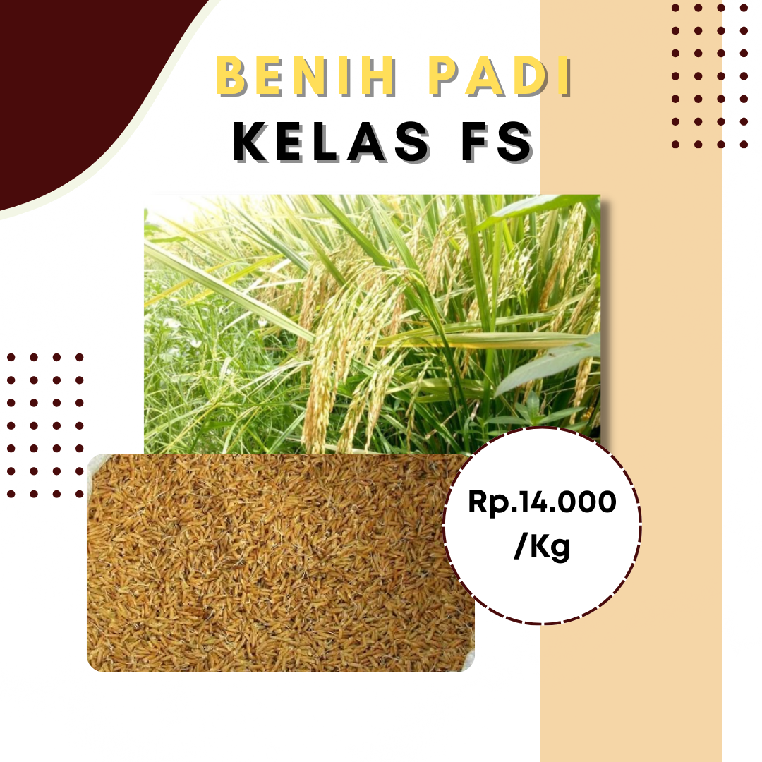Benih Padi Kelas FS