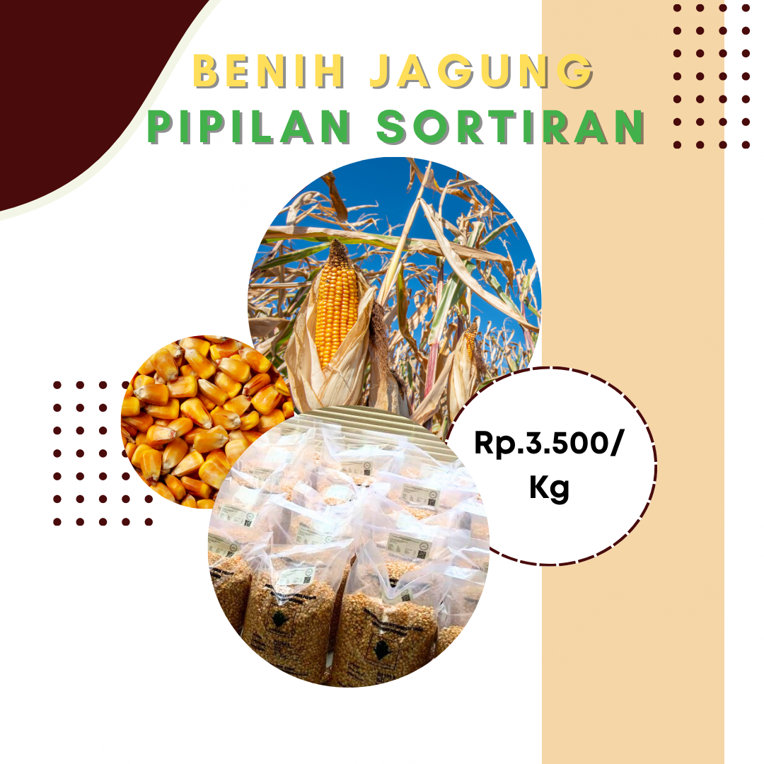 Benih Jagung Pipilan Sortiran
