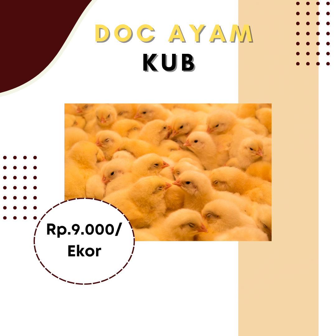 DOC Ayam KUB