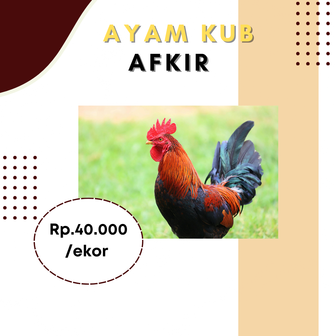 Ayam KUB Afkir