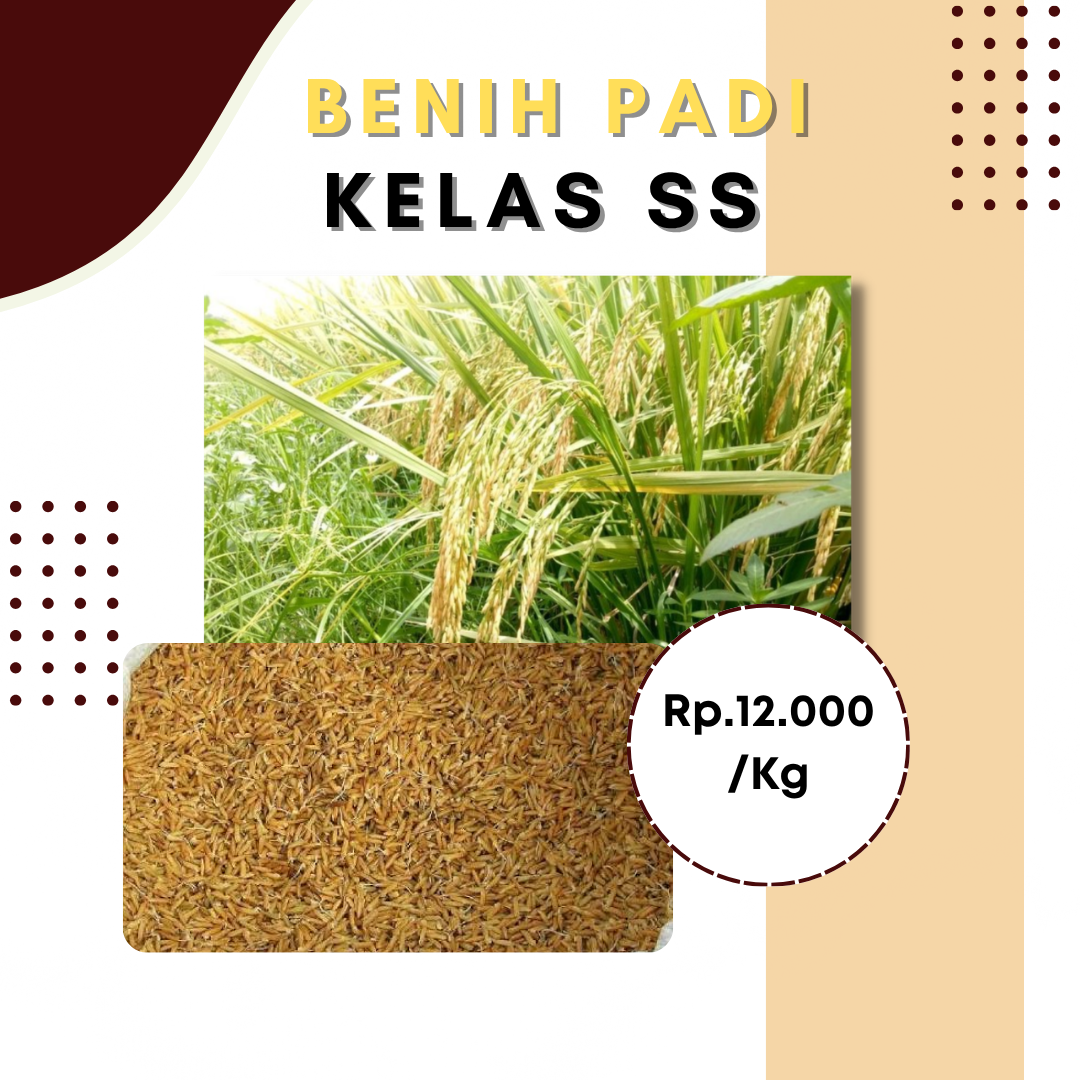 Benih Padi Kelas SS