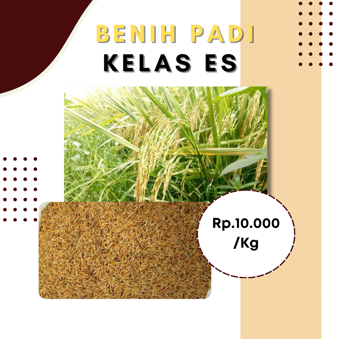 Benih Padi Kelas ES