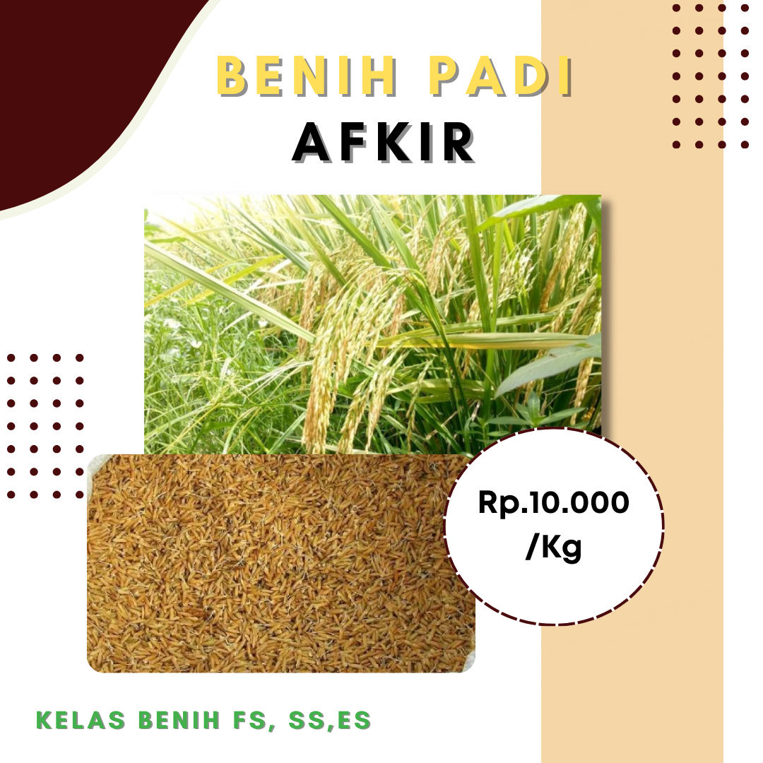 Benih Padi Afkir