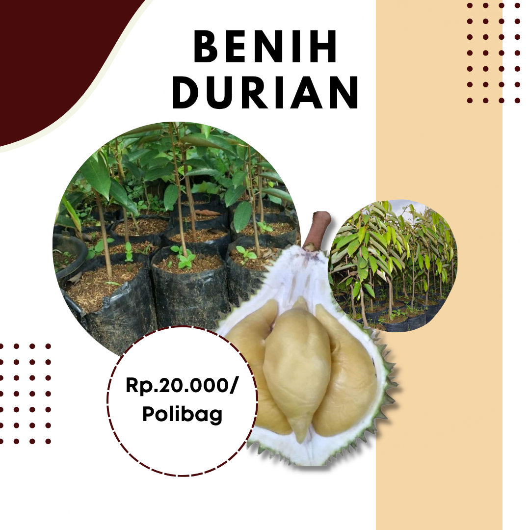 Benih Durian