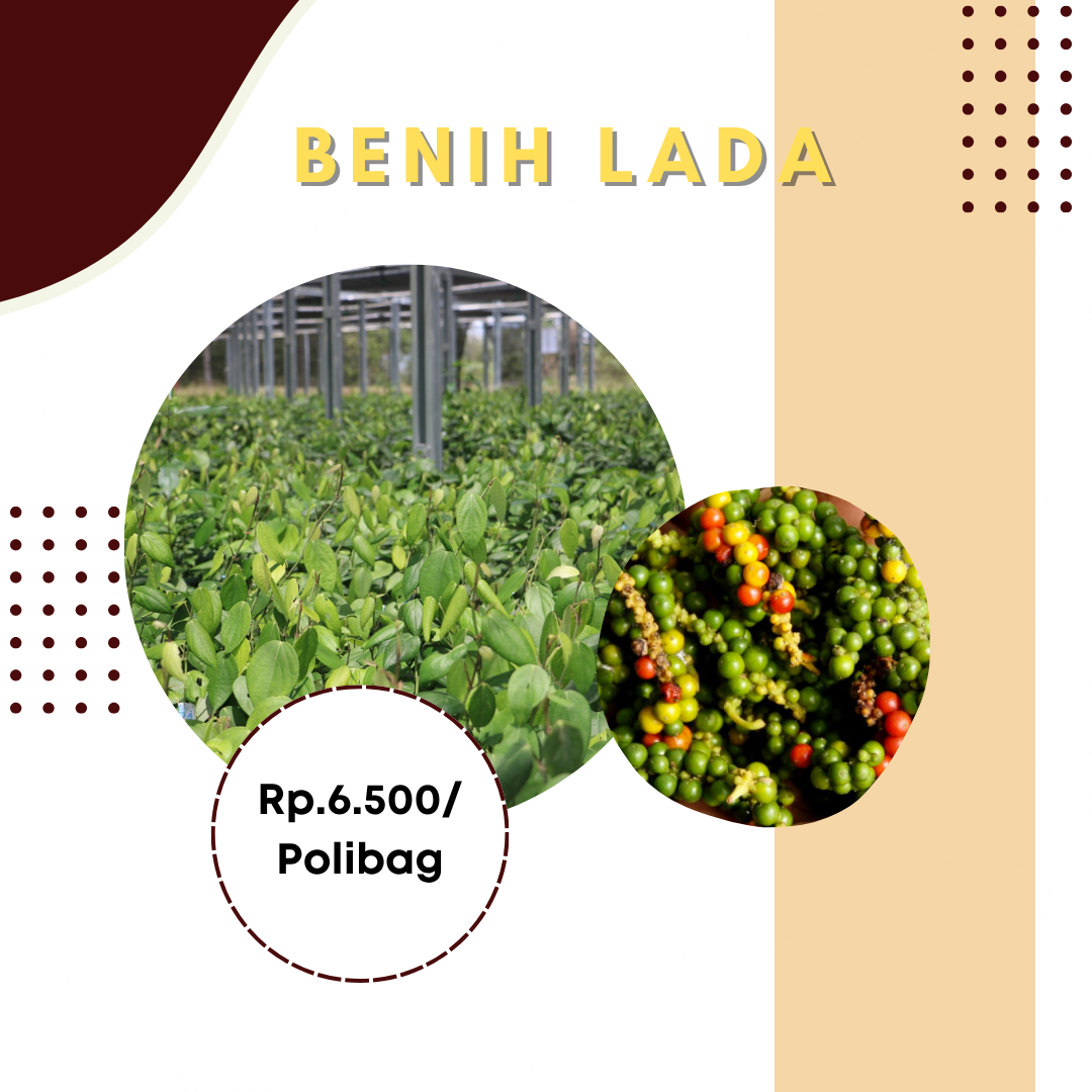 Benih Lada