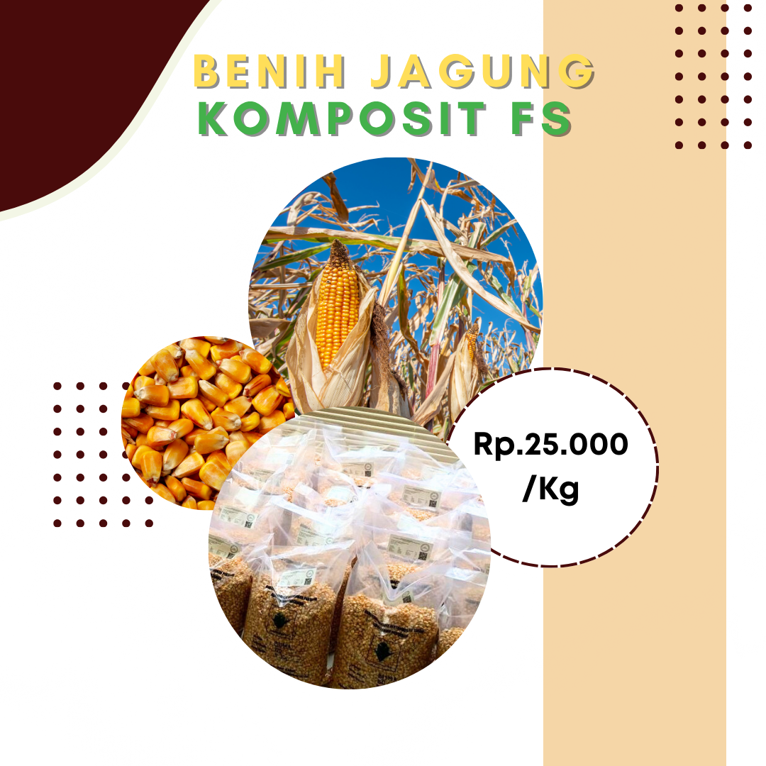 Benih Jagung Komposit FS