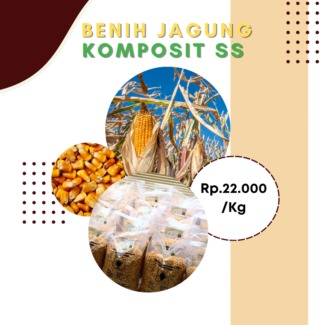 Benih Jagung Komposit SS
