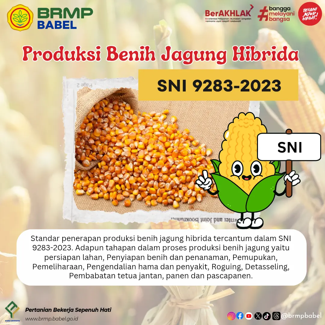 Sudah kenal SNI 9283:2023 tentang Produksi Benih Jagung Hibrida?