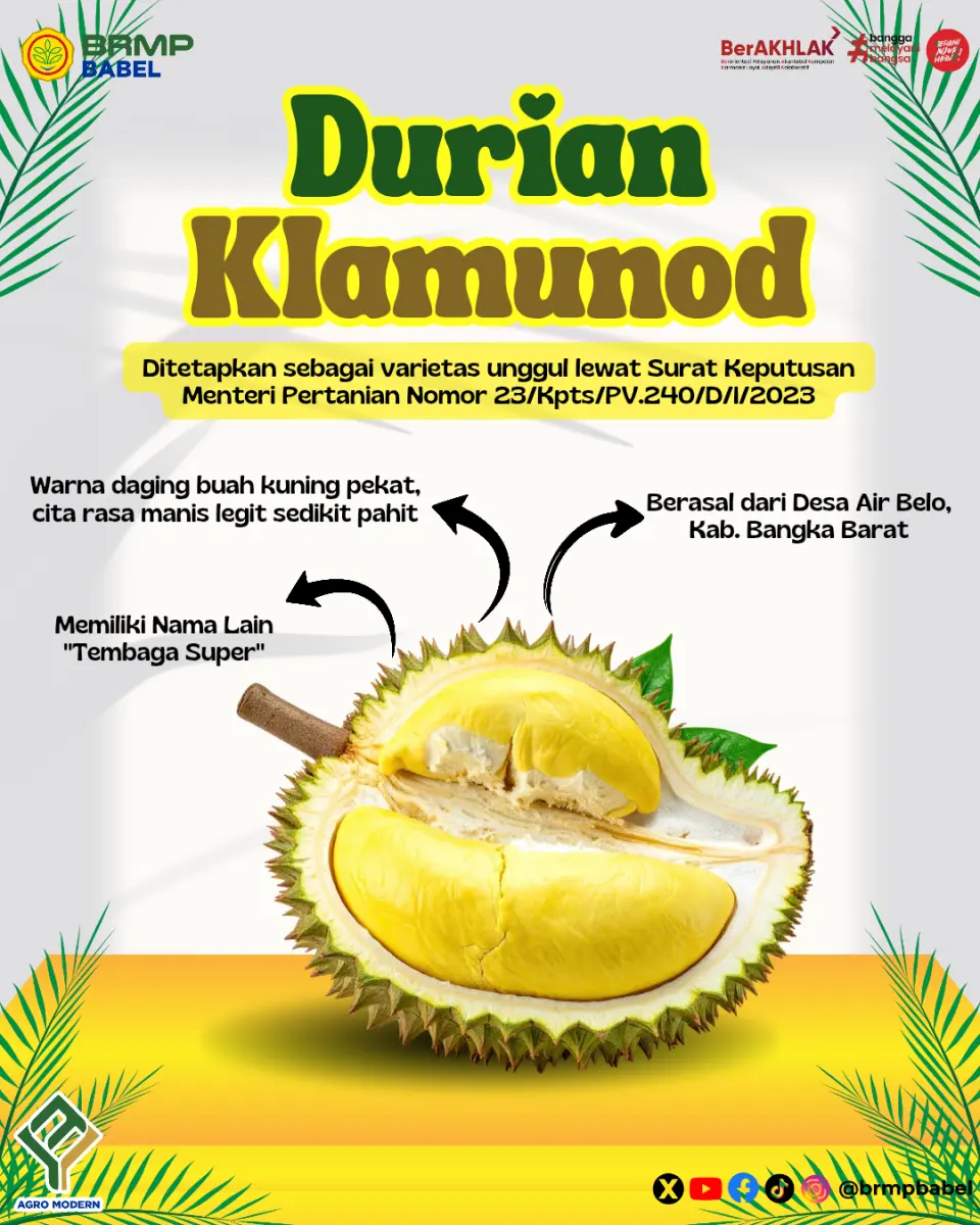 Durian Unggulan Bangka Belitung