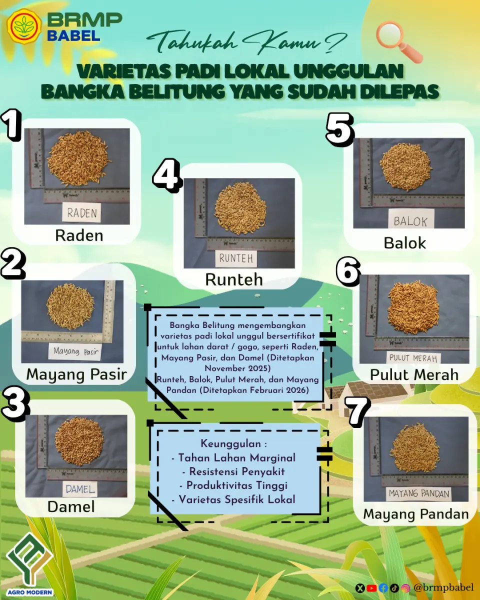 Tujuh Varietas Padi Lokal Unggulan Bangka Belitung
